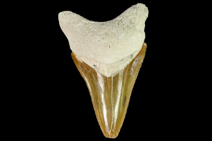 Serrated, Fossil Megalodon Tooth - Florida #108417